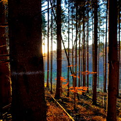 Serene Forest Scenery at Sunrise