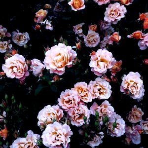 Agus Ortega๐บ photo