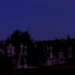 puppy ˚୨୧⋆。˚ ⋆ photo