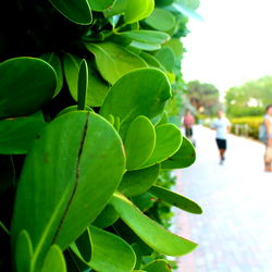 Vibrant Outdoor Space with Leafy Plant Trimming
