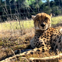 Exotic Safari Adventure: Cheetah Model in the Wild