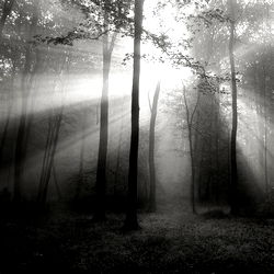 Altera Dimensions photo