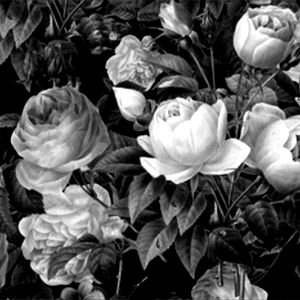 ๐ฌ๐๐๐๐๐ ๐ท๐ photo