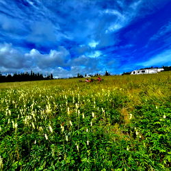 Hard_thick_cock photo