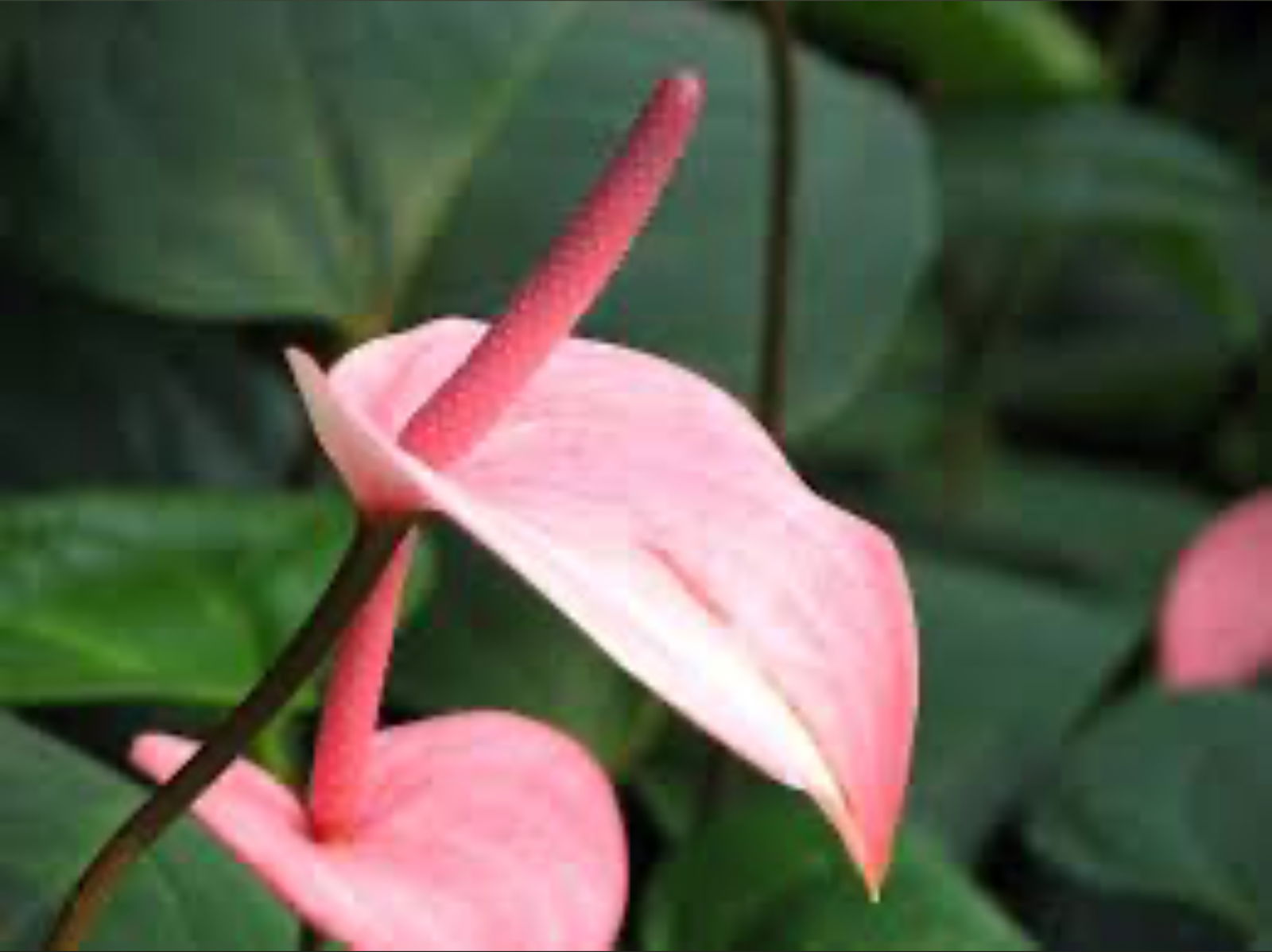 Anastasia❤️ photo