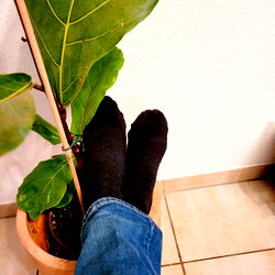 A casual, greenhouse-style photo of a pair of sneakers resting on a potted plant.