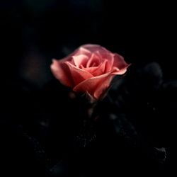 Goddess Leelee photo