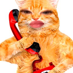 Cats for days - Model Photo