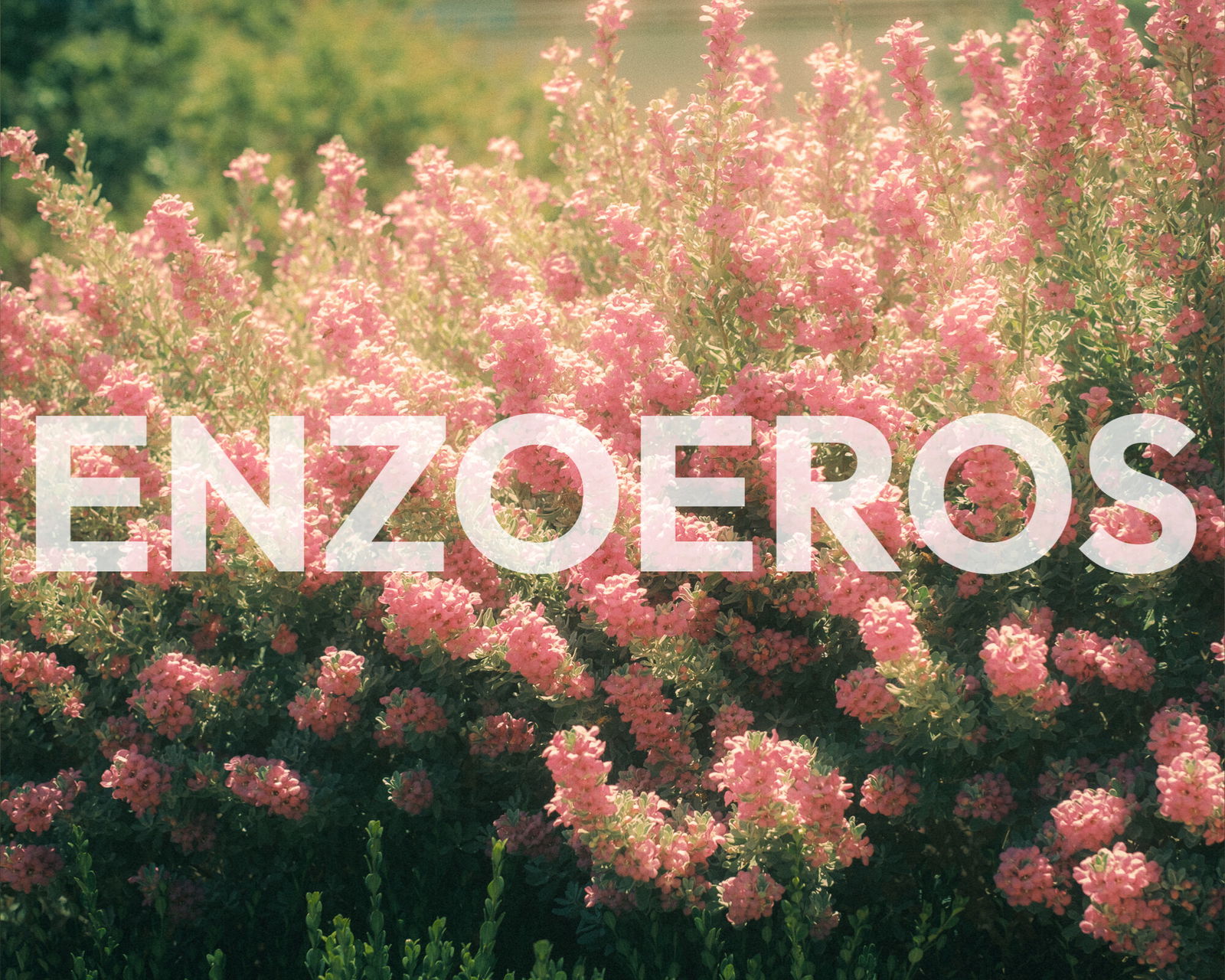 EnzoEros - 9”bwc🍆 photo