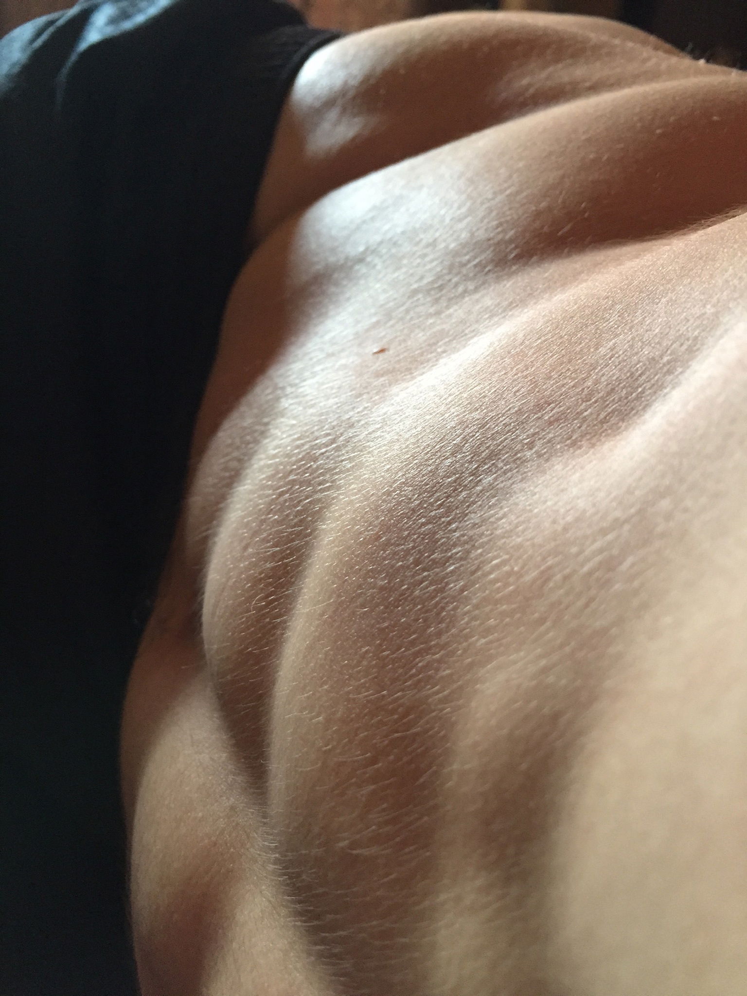 Polish Pocket Pig photo