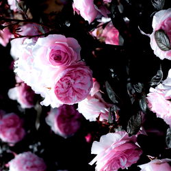 Leslie Lux ๐ photo