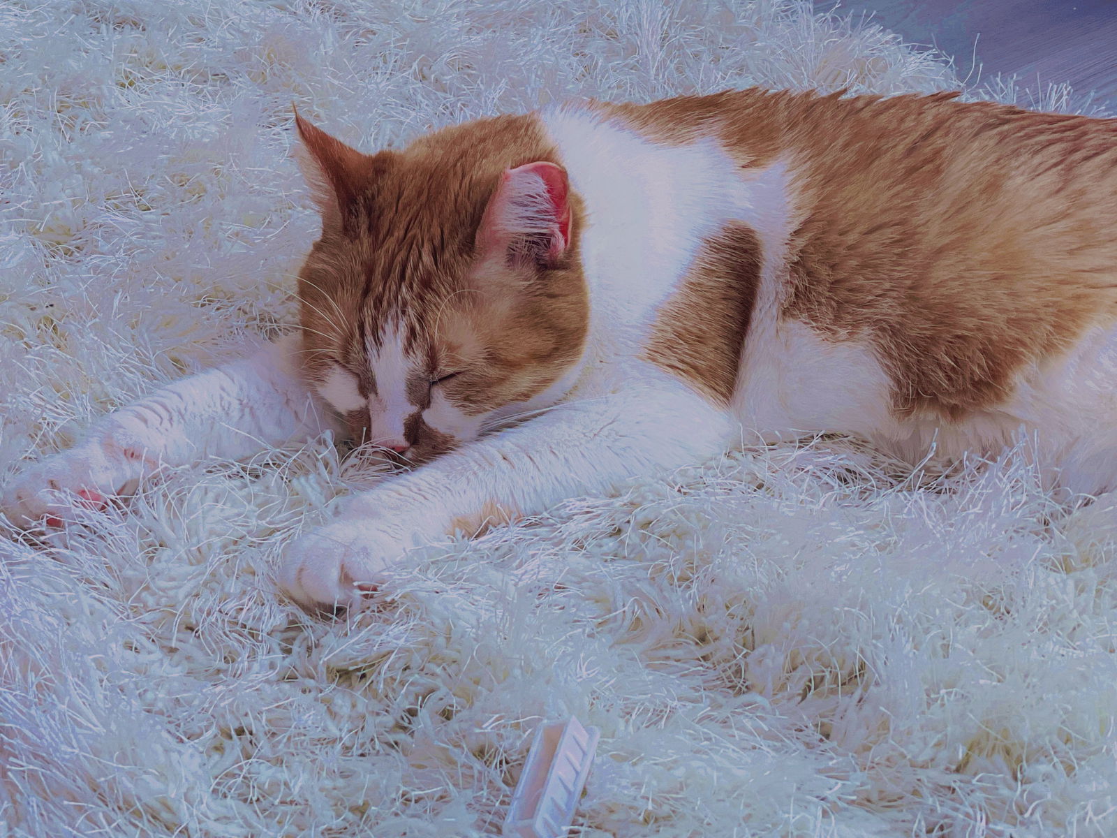 Leana Lovings ♡ photo