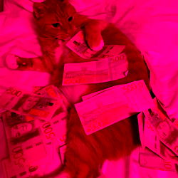 Zensimilla's Purr-fect Adventure