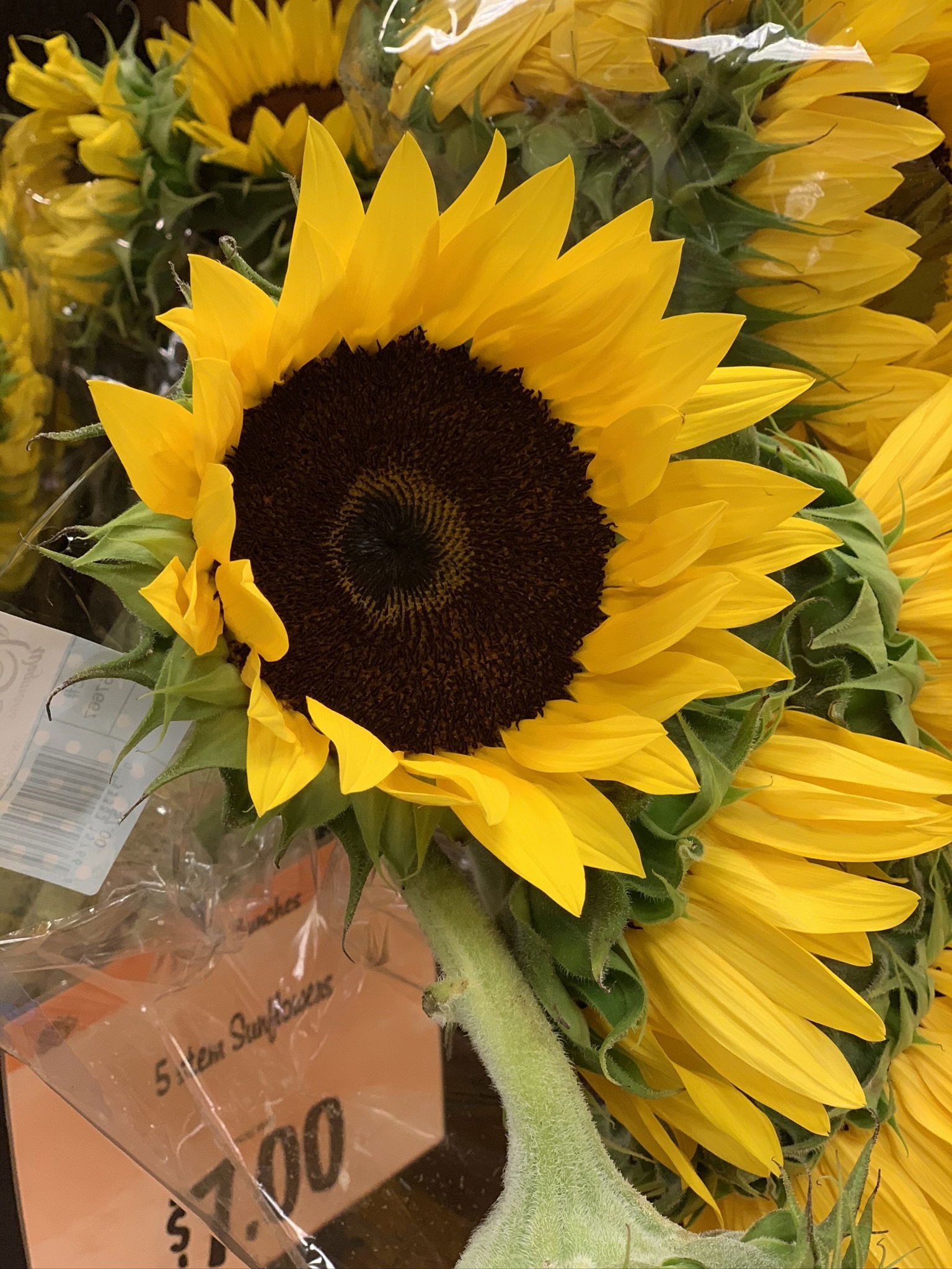 Anistasia Verel photo