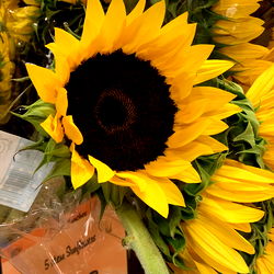 Anistasia Verel photo