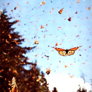 Moonbeam ๐ซ photo