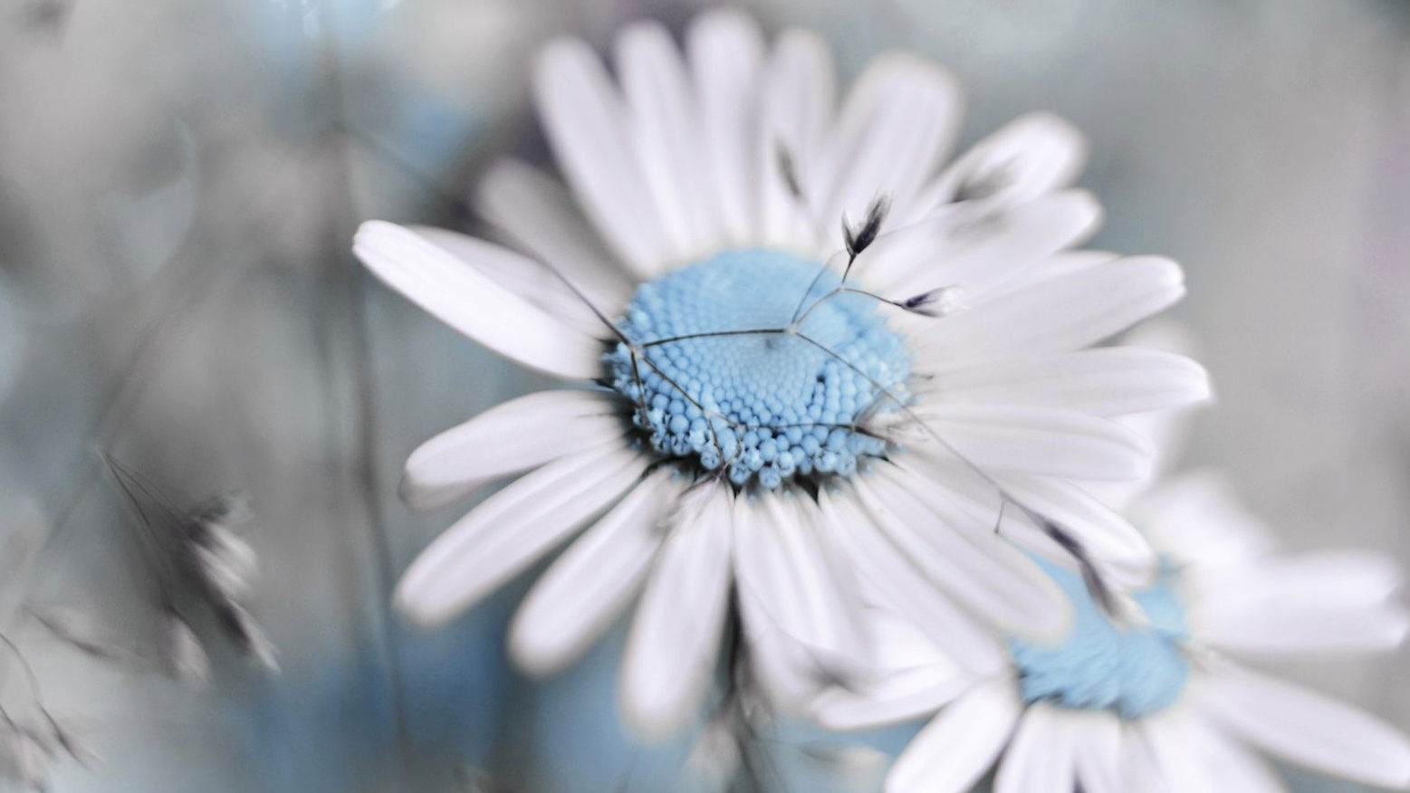 A L O N A  S H A L O M 🤍 photo