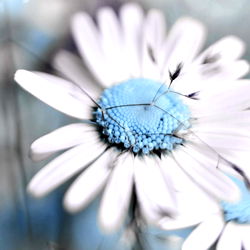 A L O N A S H A L O M ๐ค photo