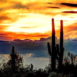 Vibrant Sunset Scenic View of Cactus Landscape