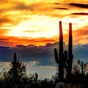 Alex Single HMO photo