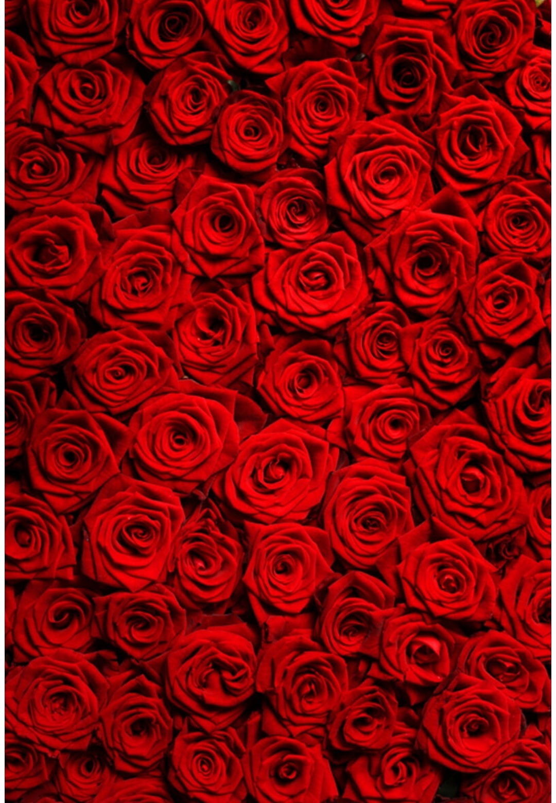 Bonnie Blossom 🌸 photo