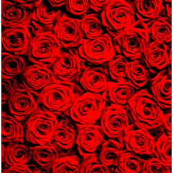 Bonnie Blossom 🌸 photo