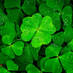 divine gem ✨ photo