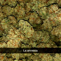 A Collection of High-Quality Cannabis Strains for Sale