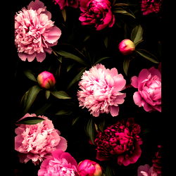 Daniel Mendoza photo