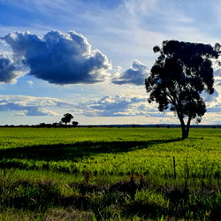 The High Country Fella photo