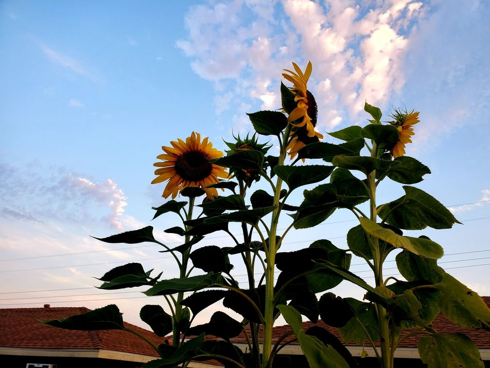 Hot &amp; Spicy Tofu photo
