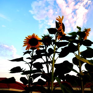 Hot & Spicy Tofu photo