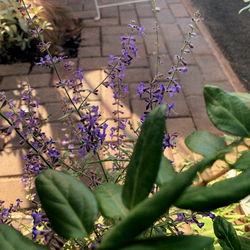 A View of a Garden from a Patio