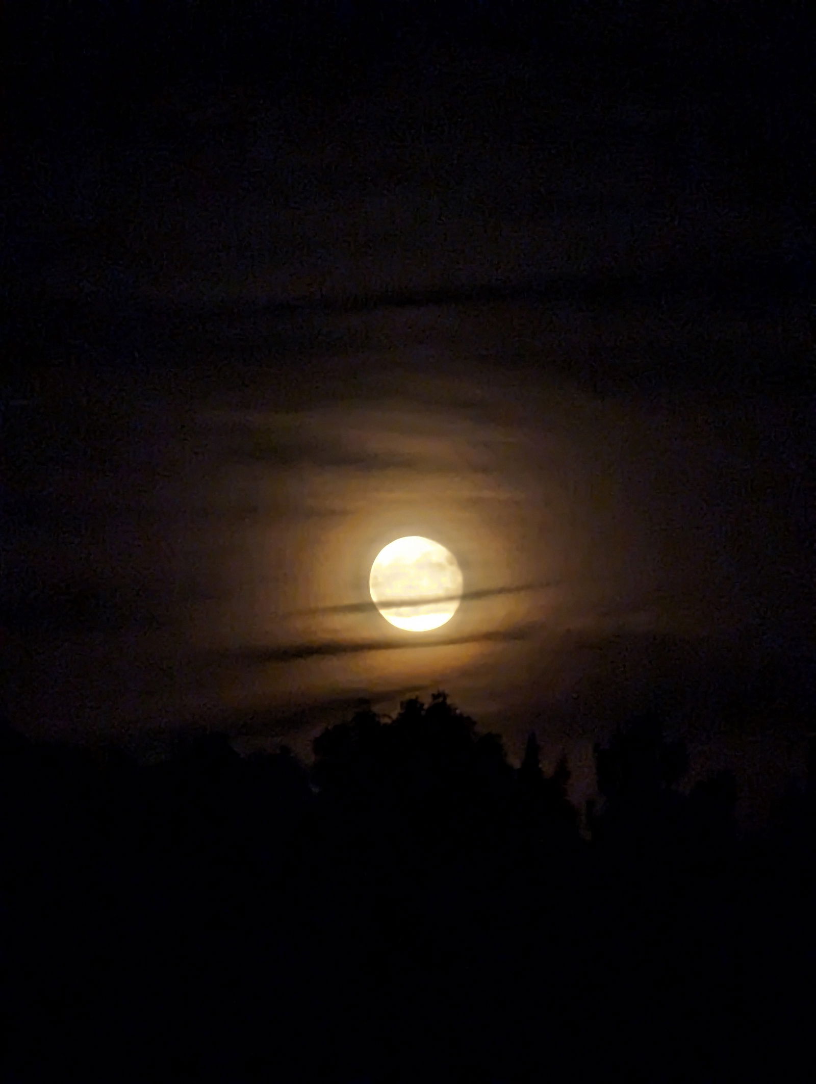 Babygirl_kitten photo