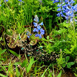 AltTabGamerGirl photo