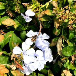 Vibrant Flower Amidst Wildflowers in Texas