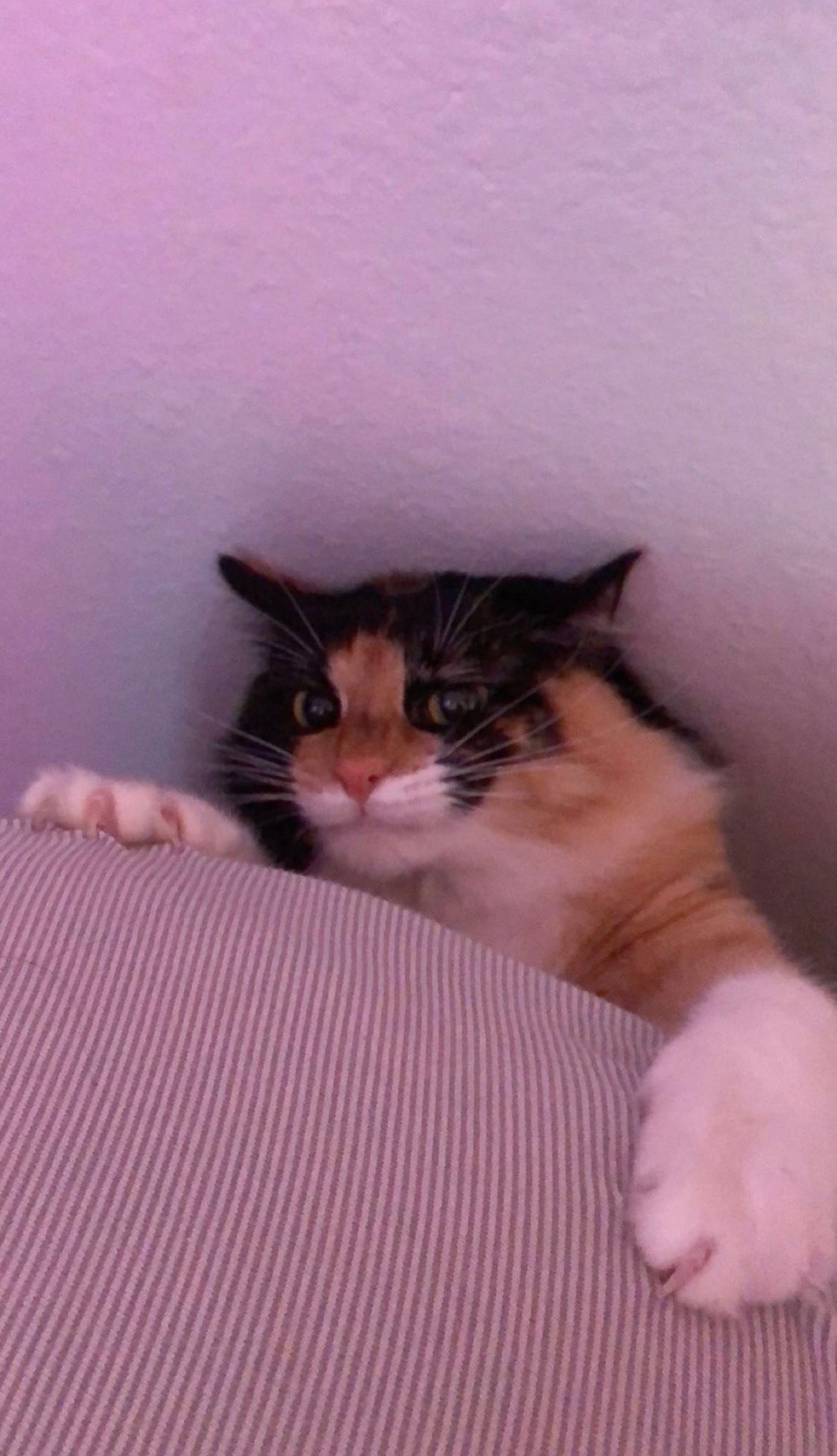 Ginger &amp; Mister photo