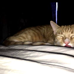 The Blizzard Kaiser's Slumber