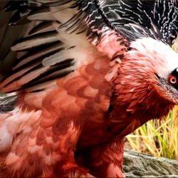 Caught in Orbit photo