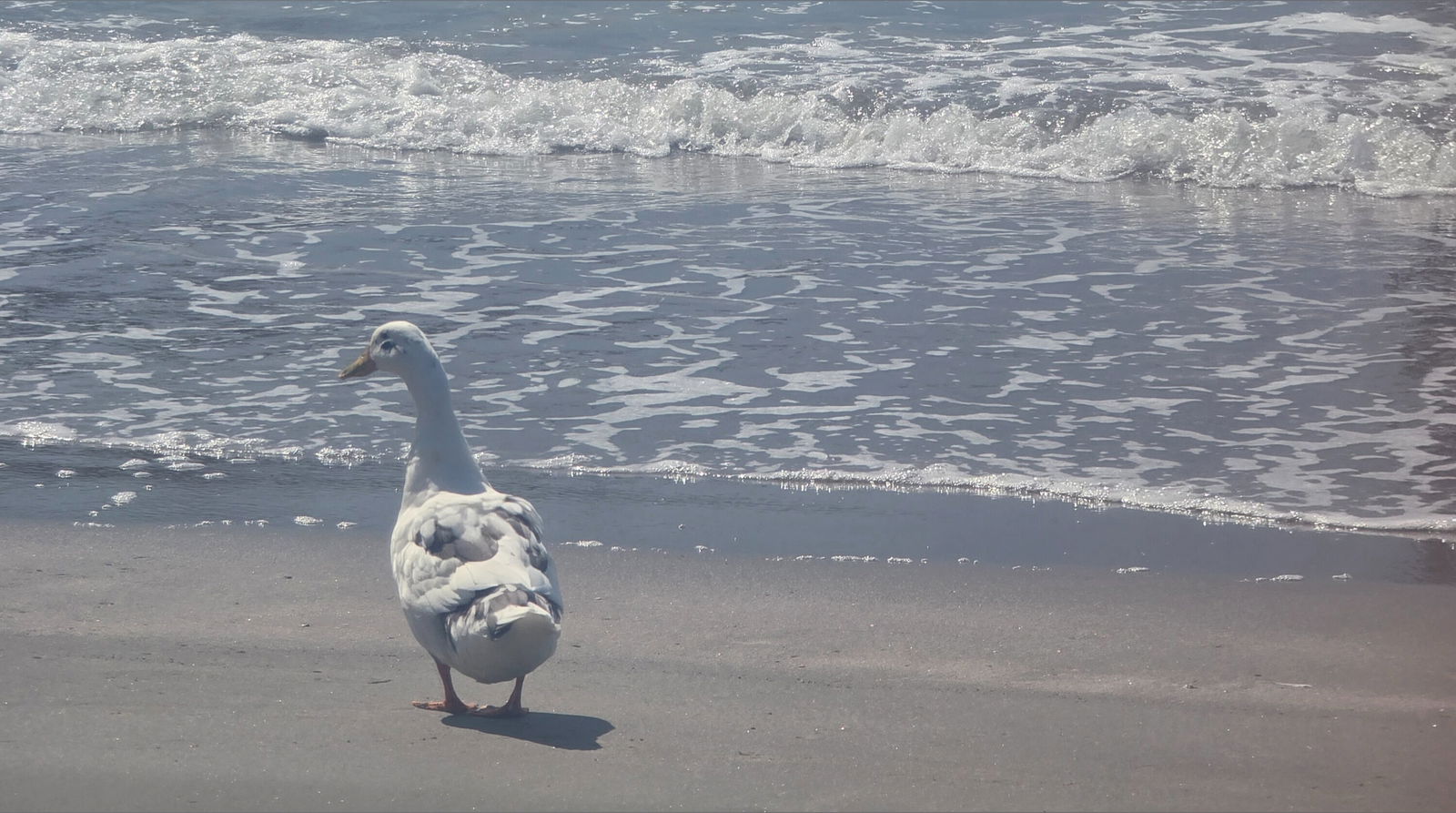 GODDESS PETALS photo