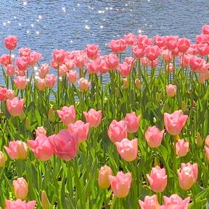 JUNIE SUN CHOI photo