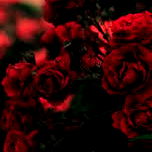 Red Roses in a Field