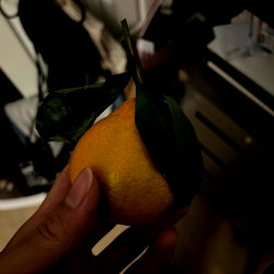 Navel-less Orange in Hand