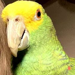 Vividly Colored Parrot with Red Eye and Beak