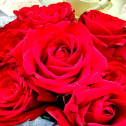 Alejandro Model Photo of Bouquet of Roses