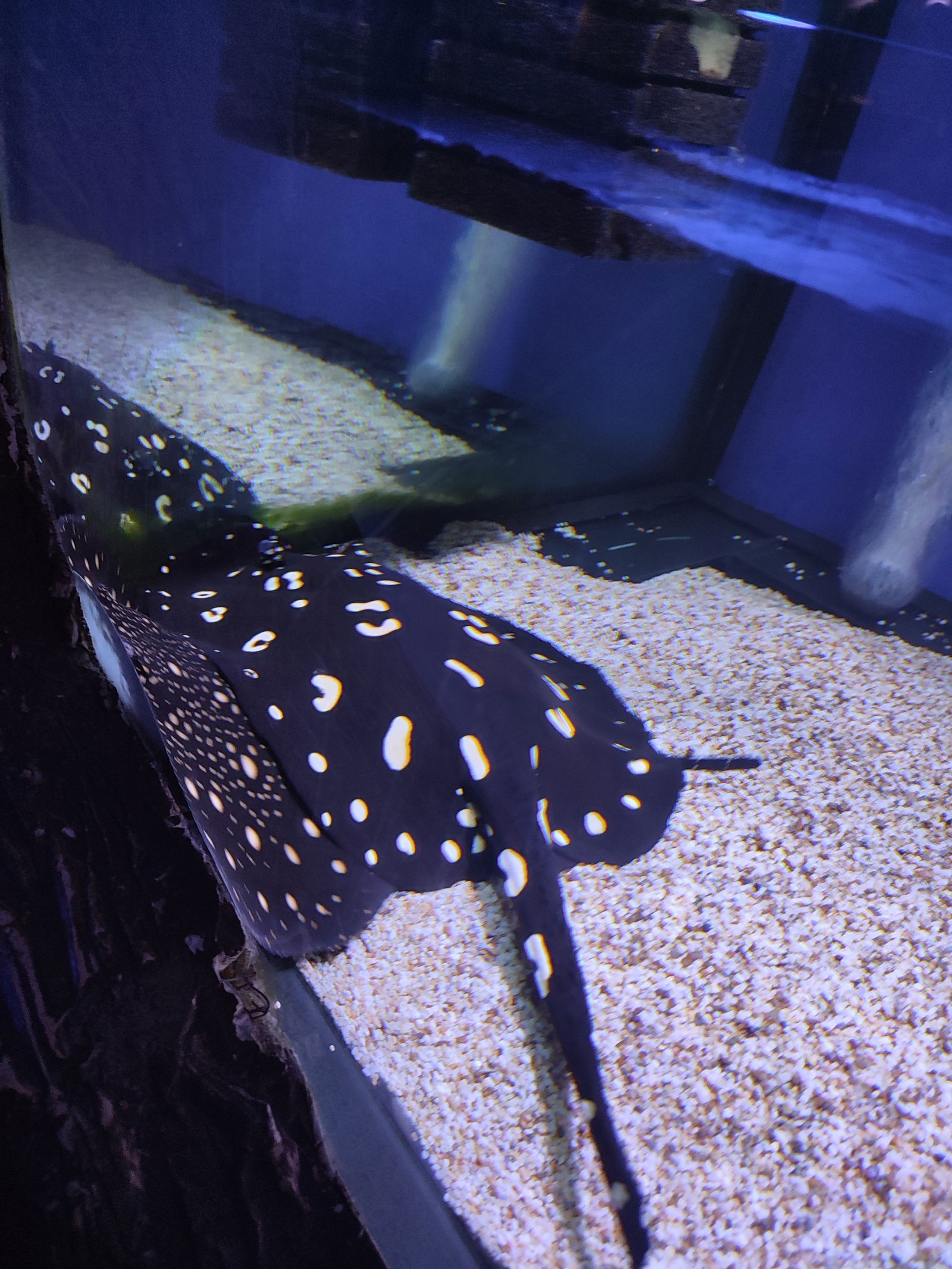 🔥 𝙼𝚊𝚛𝚒𝚕𝚢𝚗 𝙵𝚘𝚡 🔥 photo