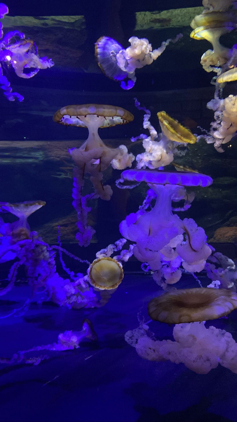 Alice Valentine photo