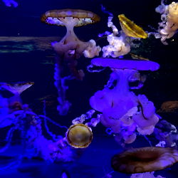 Alice Valentine photo