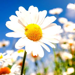 Daisy Daisyyyy photo