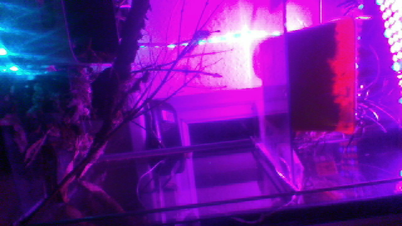 Freak on a leash photo